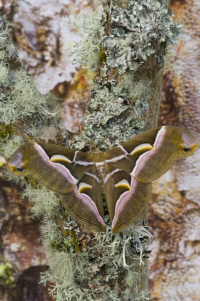 Sammamish, Washington photo taken of silk moth Samia cynthina