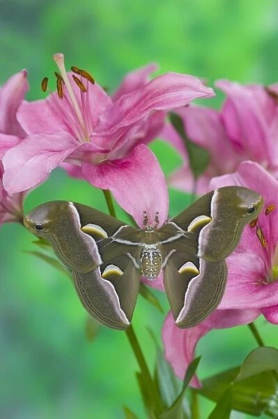 Sammamish, Washington photo taken of silk moth Samia cynthina