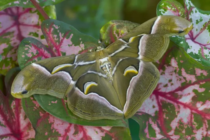 Framed Print : Sammamish, Washington photo taken of silk moth Samia cynthina