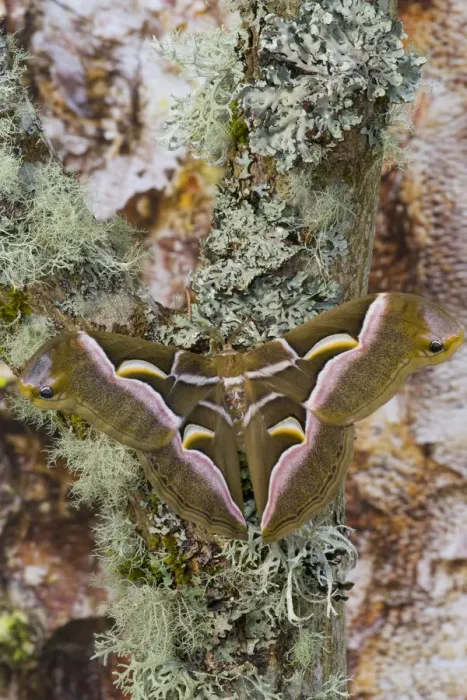 Framed Print : Sammamish, Washington photo taken of silk moth Samia cynthina Framed Print : Sammamish, Washington photo taken of silk moth Samia cynthina