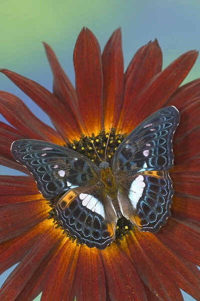 Sammamish Washington Photograph of Butterfly on Flowers, Limenitis lymire on Sunflower