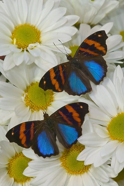 Sammamish Washington Photograph of Butterfly on Flowers, Epiphile orea the Orea
