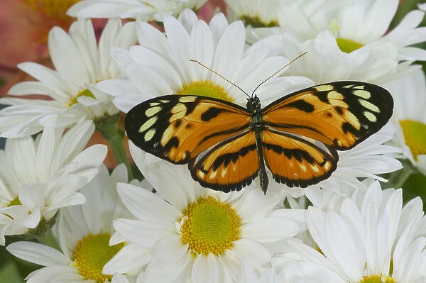 Sammamish Washington Photograph of Butterfly on Flowers, Eueides isabellae Isabella