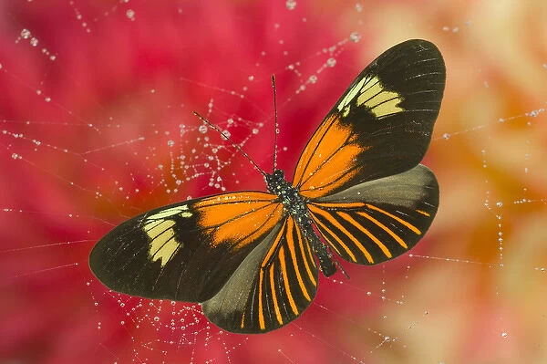 Sammamish Washington Photograph of Butterfly on Flowers, Heliconius melpomene, The