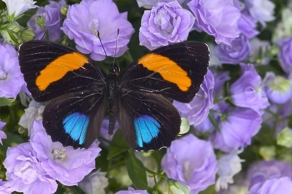 Sammamish Washington Photograph of Butterfly on Flowers, Callicore aegina