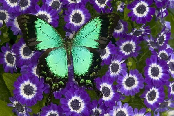 Sammamish Washington Photograph of Butterfly on Flowers, Papilio lorquinianus albertisi
