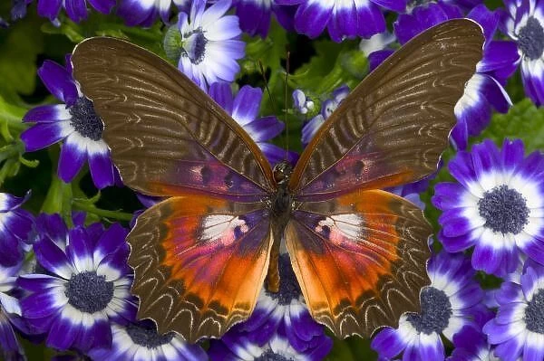 Sammamish Washington Photograph of Butterfly on Flowers, Cethosia myrina the Malay