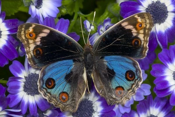 Sammamish Washington Photograph of Butterfly on Flowers, Junonia orithya the Blue