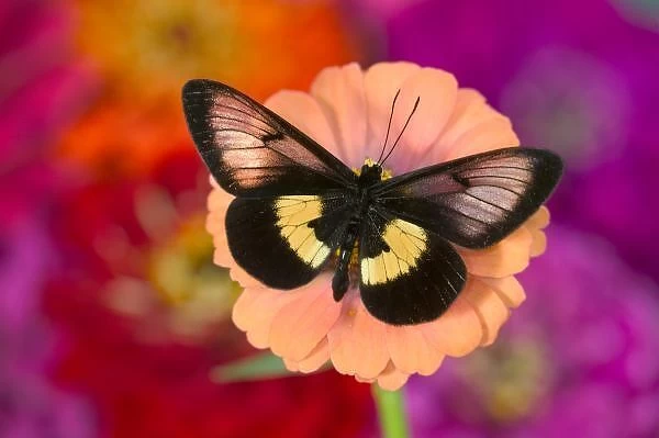 Sammamish Washington Photograph of Butterfly on Flowers, Miyana meyeri butterfly from PNG