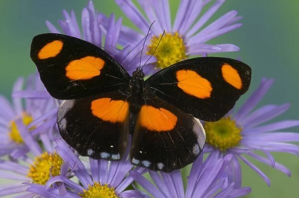 Sammamish Washington Photograph of Butterfly on Flowers, Catonephele numilia the