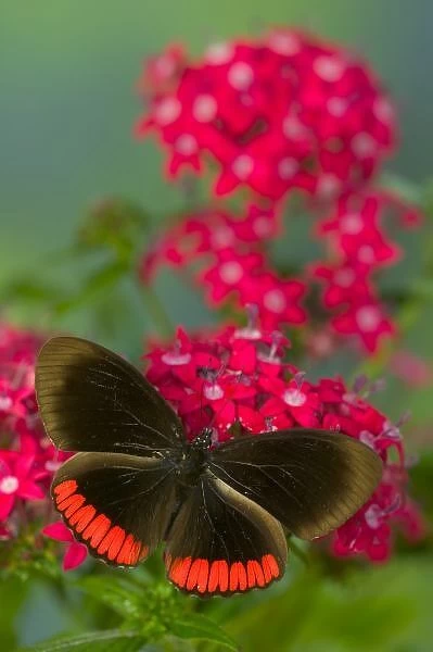 Sammamish Washington Photograph of Butterfly on Flowers, Biblis hyperia the Crimson-banded