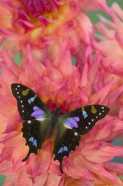 Sammamish Washington Photograph of Butterfly on Flowers, Graphium weiskei the Purple