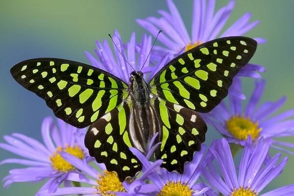 Sammamish Washington Photograph of Butterfly on Flowers, Graphium agamemnon the Tailed