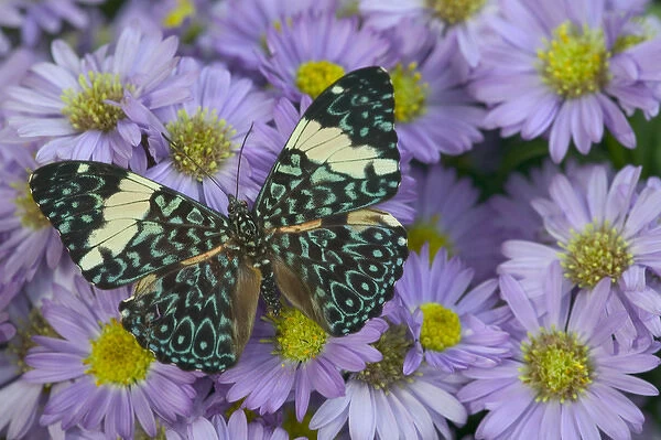 Sammamish Washington Photograph of Butterfly on Flowers, Hamadryas arinome the Starry