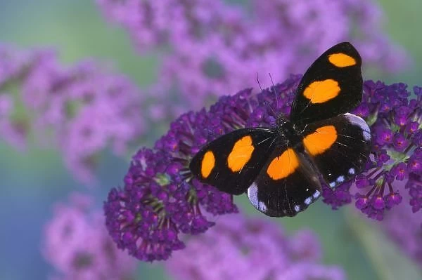 Sammamish Washington Photograph of Butterfly on Flowers, Catonephele numilia the