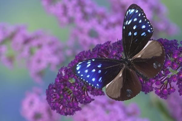 Sammamish Washington Photograph of Butterfly on Flowers, Euploea mulciber the Striped