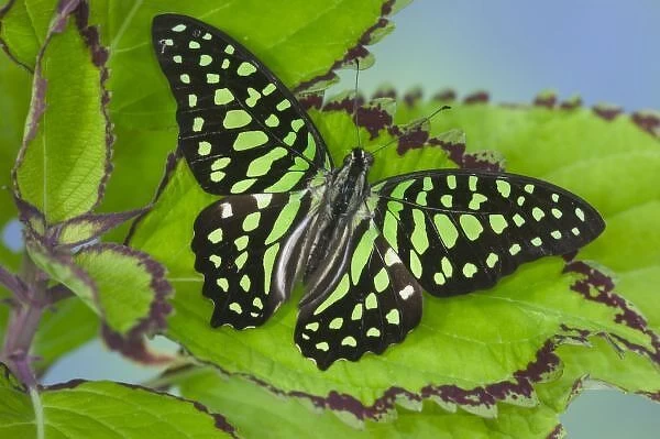 Sammamish Washington Photograph of Butterfly on Flowers, Graphium agamemnon the Tailed