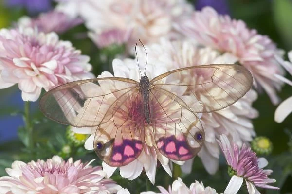 Sammamish Washington Photograph of Butterfly on Flowers, Cithaerias merolina the