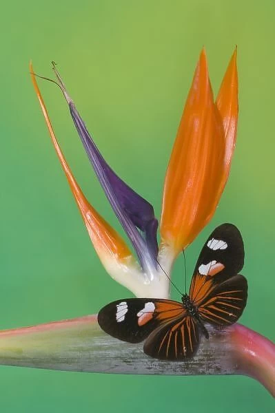 Sammamish Washington Photograph of Butterfly on Flowers, Heliconius melpomene the