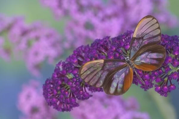 Sammamish Washington Photograph of Butterfly on Flowers, Godyris duillia the Glass