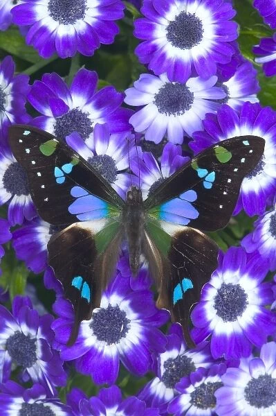 Sammamish Washington Photograph of Butterfly on Flowers, Graphium weiskei the Purple