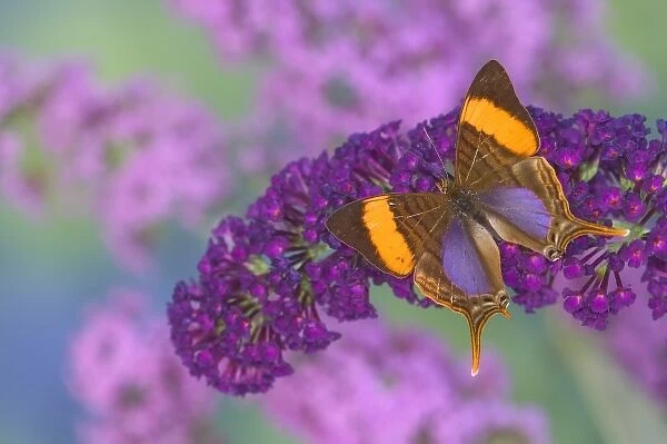 Sammamish Washington Photograph of Butterfly on Flowers, Marpesia corinna the Corinna