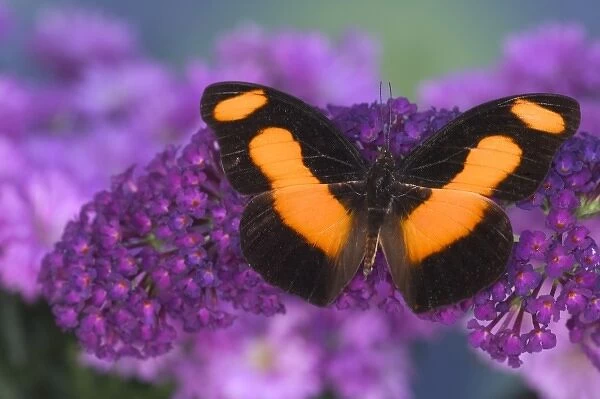 Sammamish Washington Photograph of Butterfly on Flowers, Catonephele acontius the