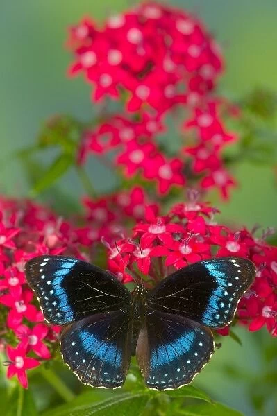 Sammamish Washington Photograph of Butterfly on Flowers, Hypolimnas alimena the Blue-banded