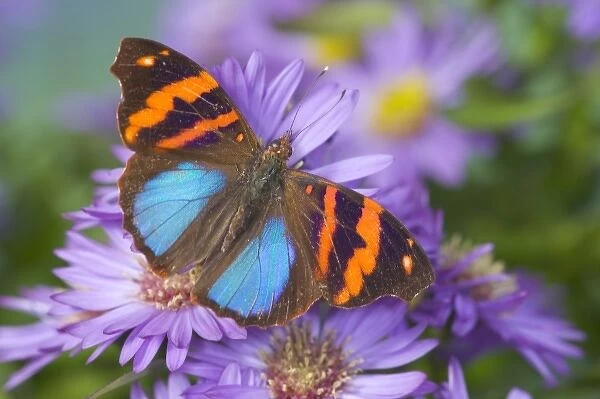 Sammamish Washington Photograph of Butterfly on Flowers, Epiphile orea the Orea Banner