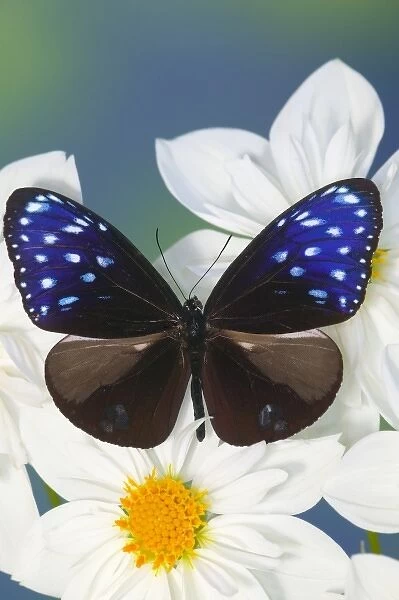 Sammamish Washington Photograph of Butterfly on Flowers, Euploea mulciber the Striped
