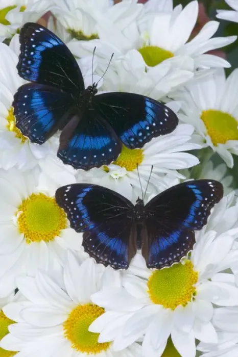 Framed Print : Sammamish Washington Photograph of Butterfly on Flowers, Hypolimnas alimena the Blue-banded Framed Print : Sammamish Washington Photograph of Butterfly on Flowers, Hypolimnas alimena the Blue-banded