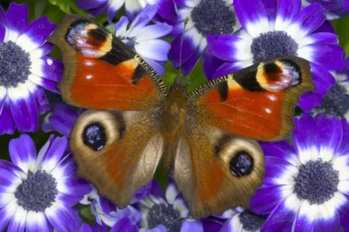 Framed Print : Sammamish Washington Photograph of Butterfly on Flowers, Inachis io the Peacock Butterfly