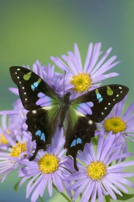 Framed Print : Sammamish Washington Photograph of Butterfly on Flowers, Graphium weiskei the Purple Framed Print : Sammamish Washington Photograph of Butterfly on Flowers, Graphium weiskei the Purple