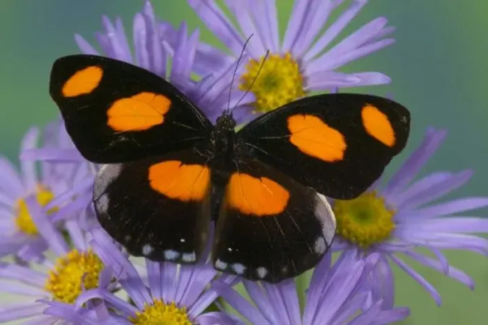 Framed Print : Sammamish Washington Photograph of Butterfly on Flowers, Catonephele numilia Framed Print : Sammamish Washington Photograph of Butterfly on Flowers, Catonephele numilia
