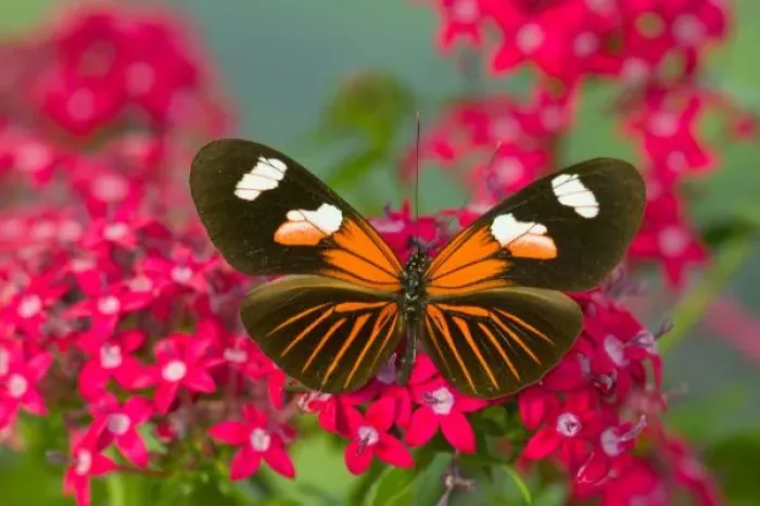 Framed Print : Sammamish Washington Photograph of Butterfly on Flowers, Heliconius melpomene