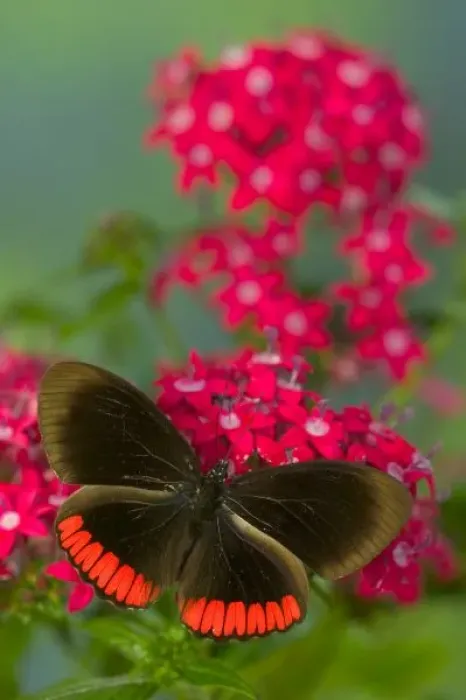 Framed Print : Sammamish Washington Photograph of Butterfly on Flowers, Biblis hyperia the Crimson-banded