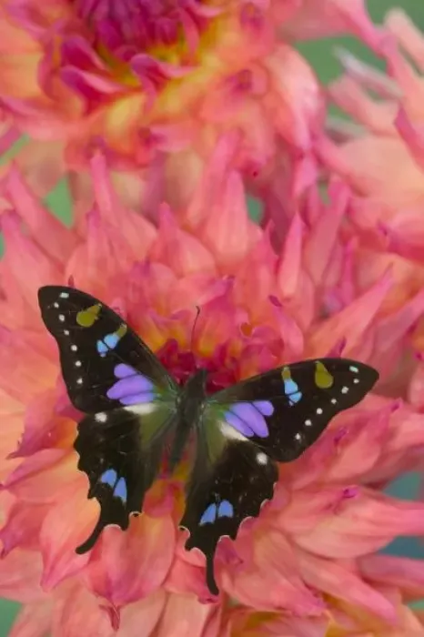 Framed Print : Sammamish Washington Photograph of Butterfly on Flowers, Graphium weiskei the Purple Framed Print : Sammamish Washington Photograph of Butterfly on Flowers, Graphium weiskei the Purple