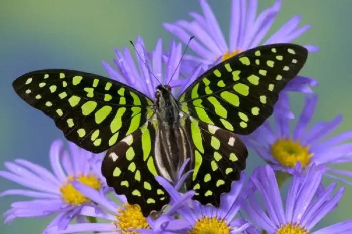 Framed Print : Sammamish Washington Photograph of Butterfly on Flowers, Graphium agamemnon the Tailed