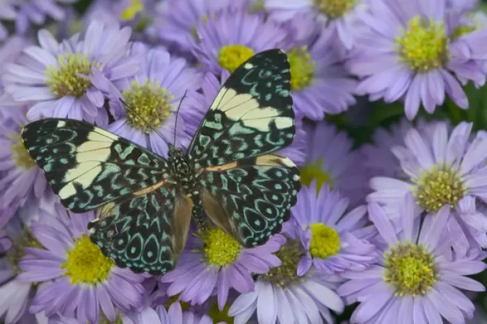 Framed Print : Sammamish Washington Photograph of Butterfly on Flowers, Hamadryas arinome the Starry Framed Print : Sammamish Washington Photograph of Butterfly on Flowers, Hamadryas arinome the Starry