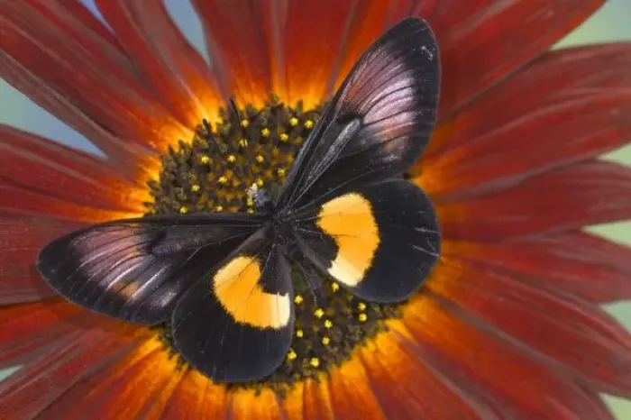 Framed Print : Sammamish Washington Photograph of Butterfly on Flowers, Miyana meyeri butterfly from PNG