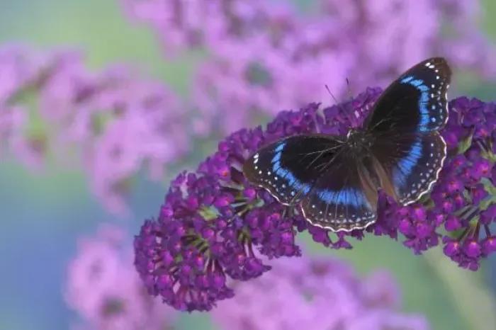 Framed Print : Sammamish Washington Photograph of Butterfly on Flowers, Hypolimnas alimena the Blue-banded