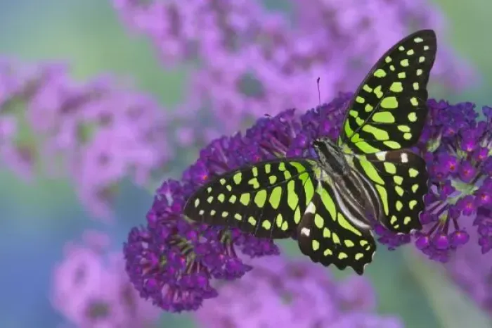 Framed Print : Sammamish Washington Photograph of Butterfly on Flowers, Graphium agamemnon the Tailed Framed Print : Sammamish Washington Photograph of Butterfly on Flowers, Graphium agamemnon the Tailed