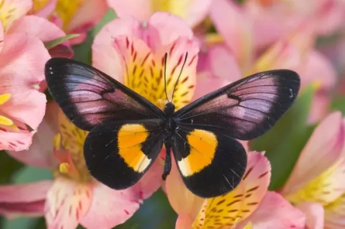 Framed Print : Sammamish Washington Photograph of Butterfly on Flowers, Miyana meyeri butterfly from PNG Framed Print : Sammamish Washington Photograph of Butterfly on Flowers, Miyana meyeri butterfly from PNG