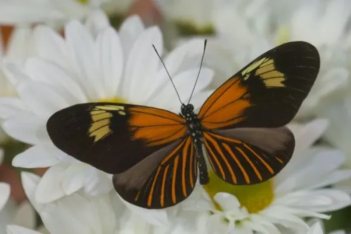 Framed Print : Sammamish Washington Photograph of Butterfly on Flowers, Heliconius melpomene