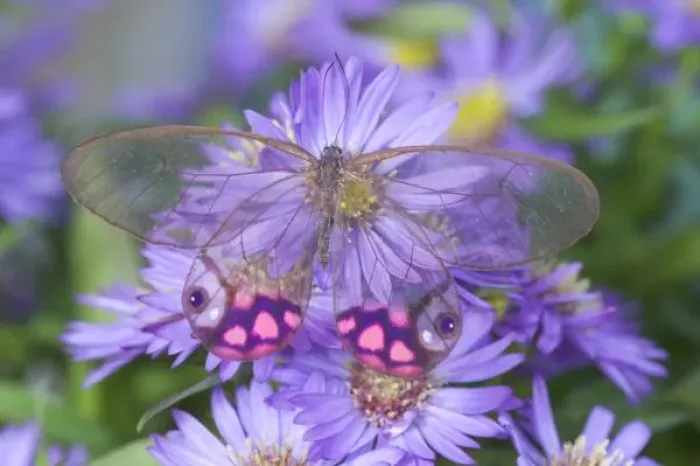 Framed Print : Sammamish Washington Photograph of Butterfly on Flowers, Cithaerias merolina Framed Print : Sammamish Washington Photograph of Butterfly on Flowers, Cithaerias merolina
