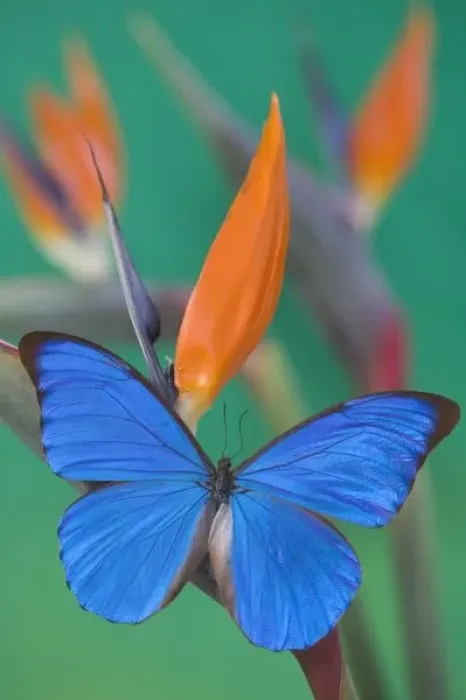 Framed Print : Sammamish Washington Photograph of Butterfly on Flowers, Morpho anaxibia from Brazil Framed Print : Sammamish Washington Photograph of Butterfly on Flowers, Morpho anaxibia from Brazil