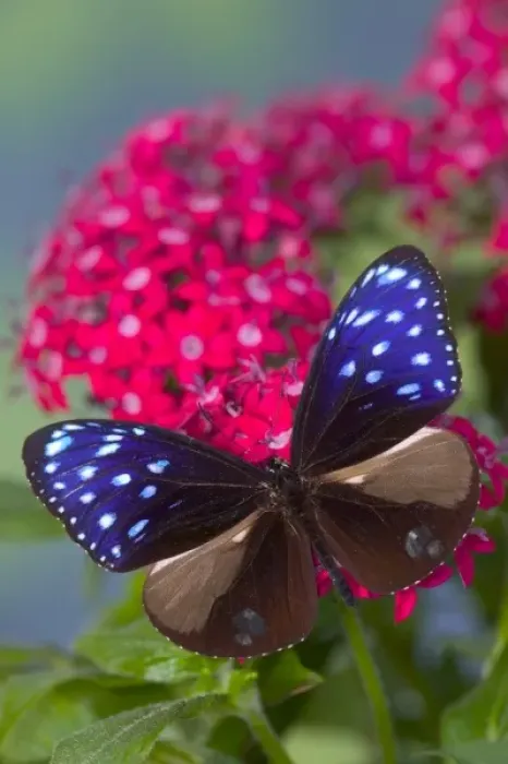 Framed Print : Sammamish Washington Photograph of Butterfly on Flowers, Euploea mulciber the Striped