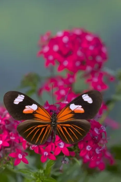 Framed Print : Sammamish Washington Photograph of Butterfly on Flowers, Heliconius melpomene Framed Print : Sammamish Washington Photograph of Butterfly on Flowers, Heliconius melpomene