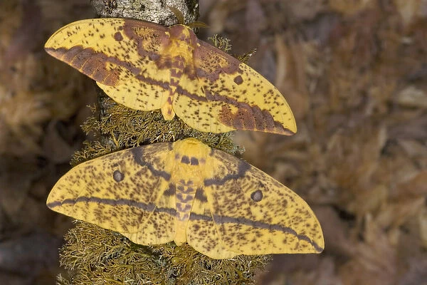 Sammamish, Washington photograph taken of this North American pair of Silk Moths