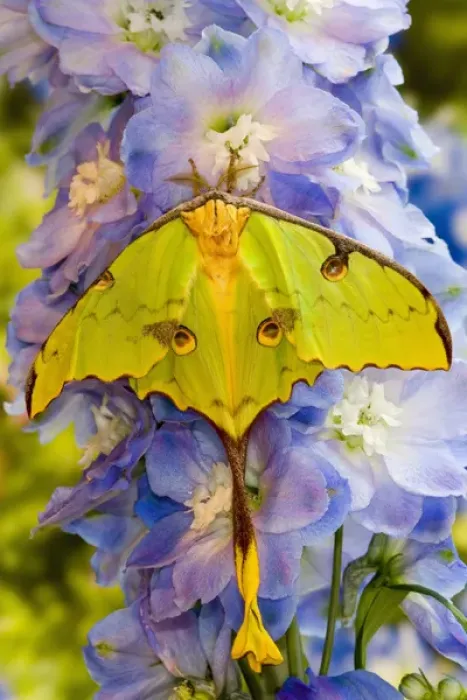 Framed Print : Sammamish, Washington silk moth from Africa know as the moon moth Argema mimosae